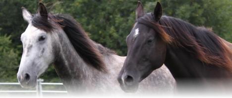 gray and white horses