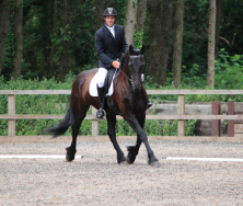 young horse learning dressage